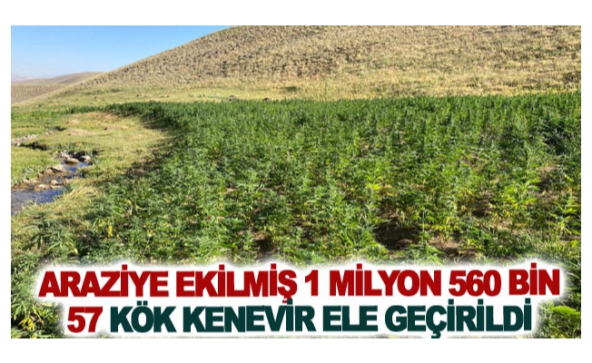 Araziye ekilmiş 1 milyon 560 bin 57 kök kenevir ele geçirildi