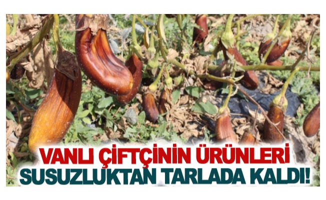 Vanlı çiftçinin ürünleri susuzluktan tarlada kaldı!