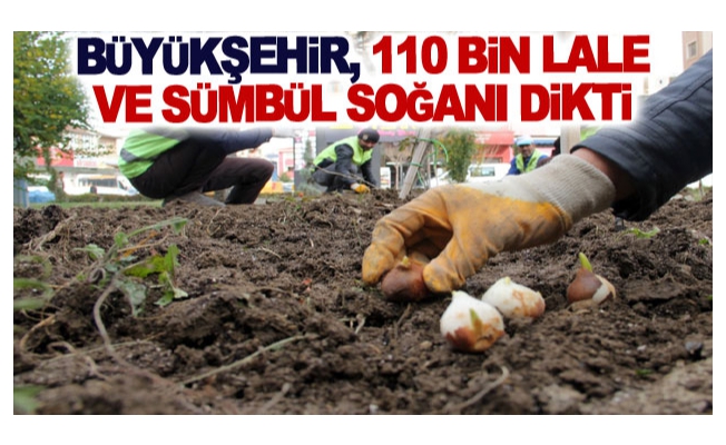 Büyükşehir, 110 bin lale ve sümbül soğanı dikti