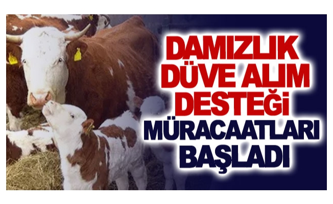 Damızlık düve alım desteği müracaatları başladı