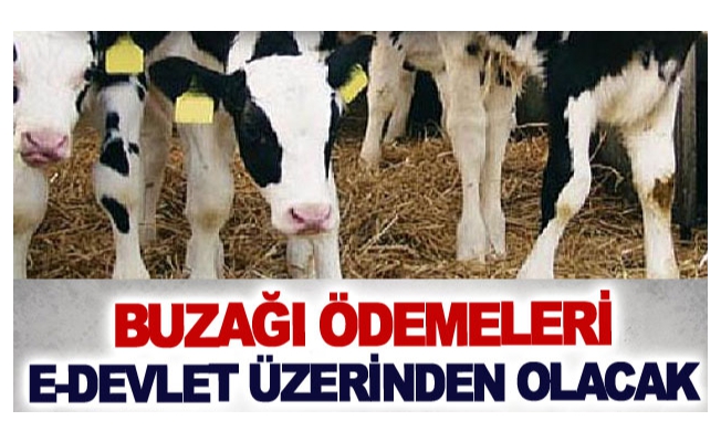 Buzağı ödemeleri e-devlet üzerinden olacak