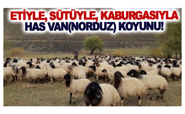 Etiyle, sütüyle, kaburgasıyla has Van(Norduz) koyunu!