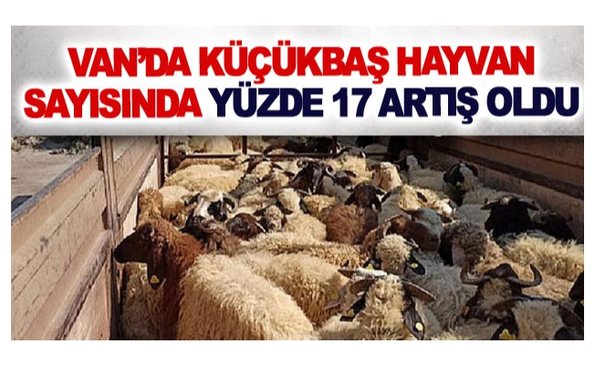 Van’da küçükbaş hayvan sayısında yüzde 17 artış oldu