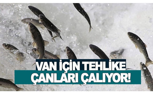 van için tehlike çanları çalıyor!