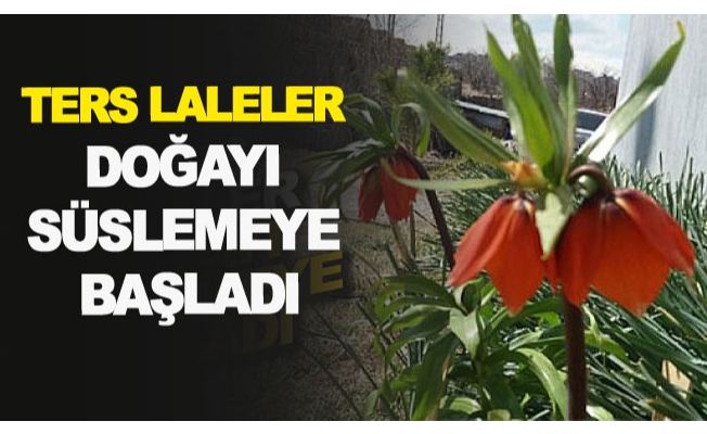 Ters Laleler doğayı süslemeye başladı