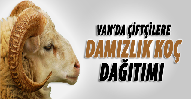 Van'da Çiftçilere Damızlık Koç Dağıtımı
