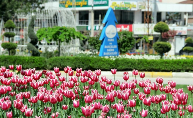 Van’da laleler park ve bahçeleri süslemeye başladı