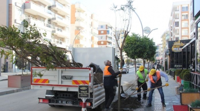 Büyükşehir kuruyan ağaçları yeniledi