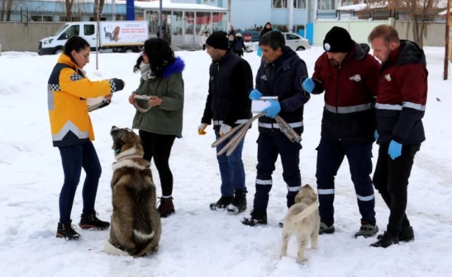 Van Büyükşehir Belediyesi sokak köpeklerini çiple kontrol altına alıyor