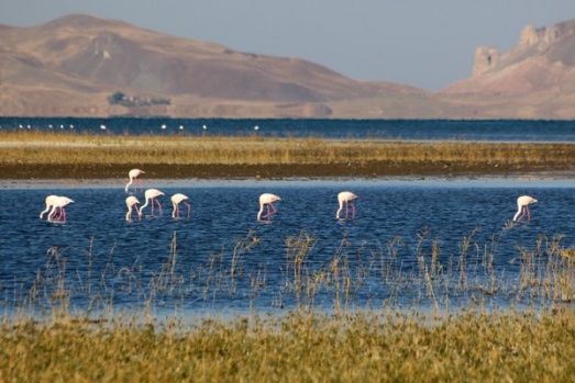 Van’da Doğu'nun Kanatları Erçek Gölü 8. Flamingo Festivali