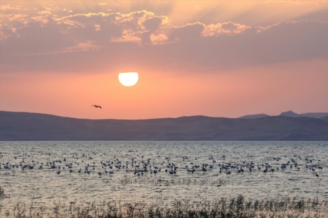 Van'da flamingoların görsel şöleni başladı