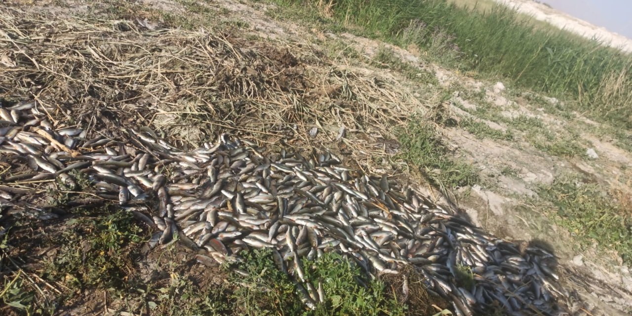 Van'da Oksijensiz Kalan 325 Ton Alabalık Öldü