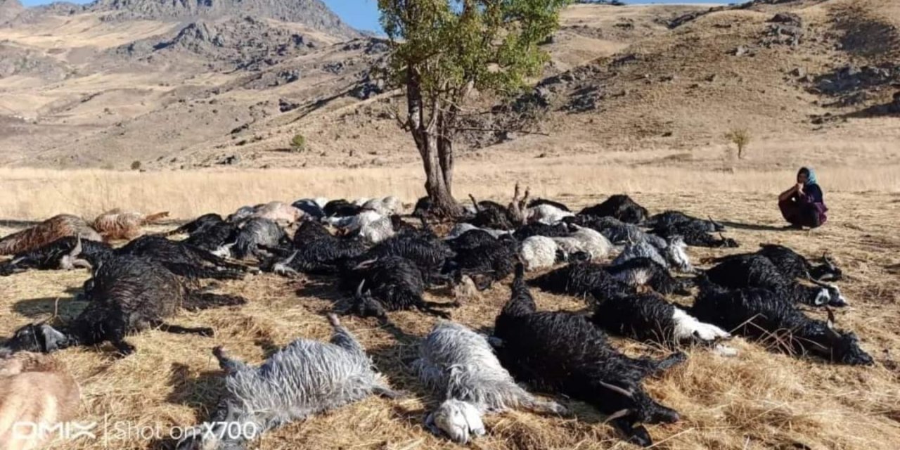 Hakkari'de Yıldırım Düştü, 62 Küçükbaş Öldü