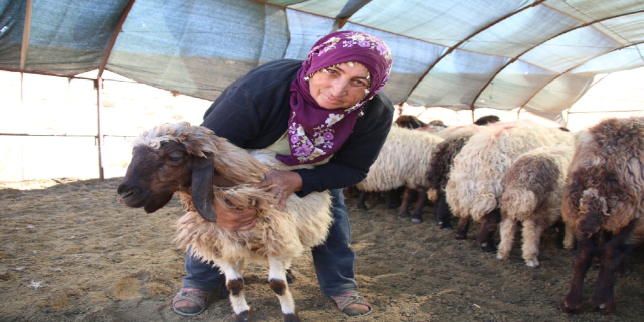 Borçlanarak aldığı 30 koyun sayısını 300'e çıkarttı: Büyük başarı