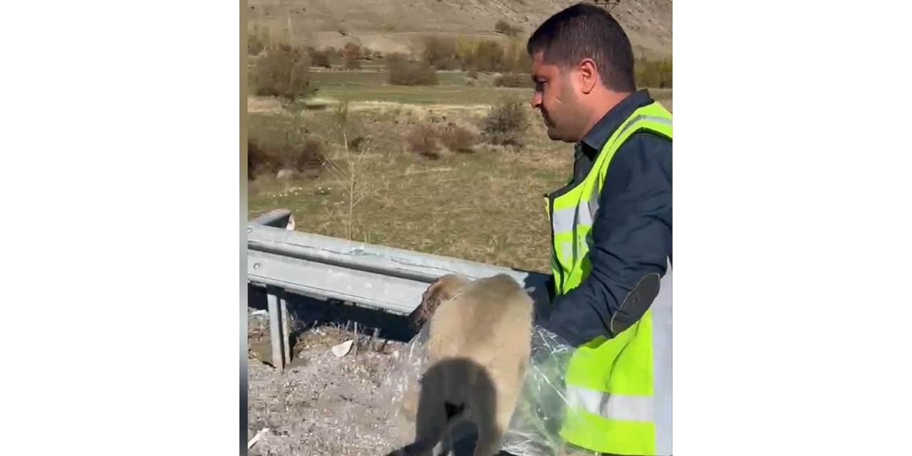 Trafik Polislerinin Yolda Yaralı Bulduğu Köpek, Tedaviye Alındı