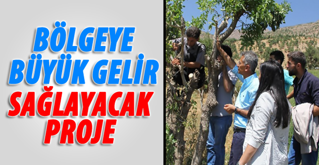 Van'da fıstık ağacına dönüştürme projesi