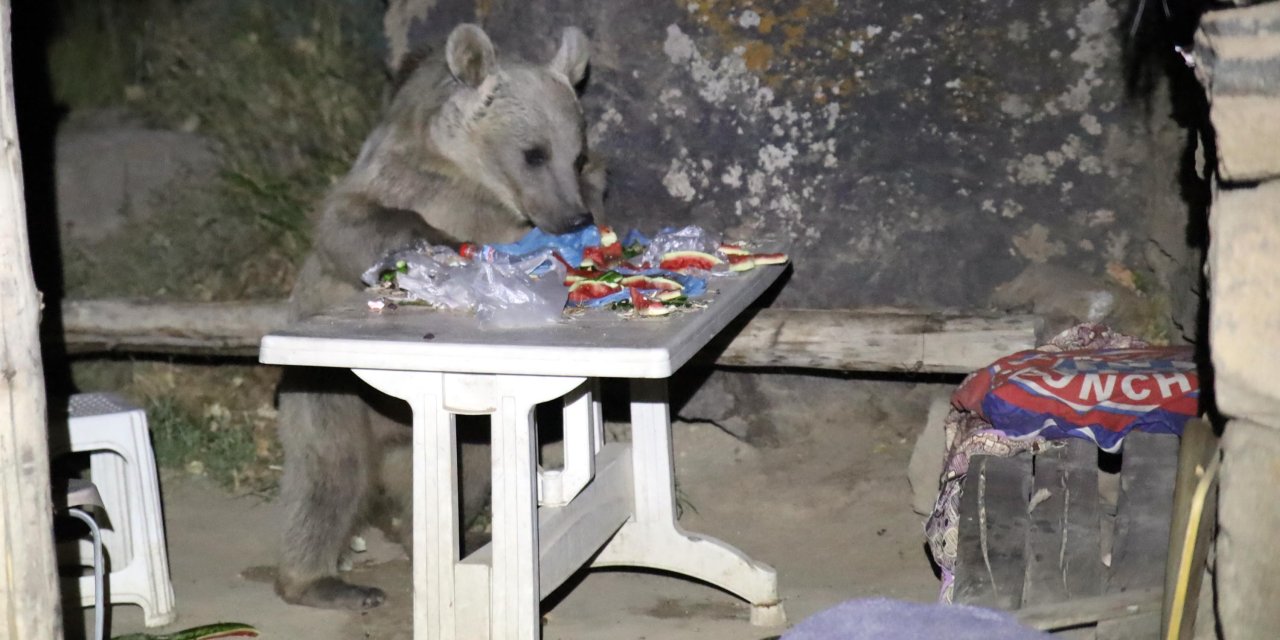 Piknik Yapmaya Geldiler, Sofralarını Ayılara Bırakıp Kaçtılar