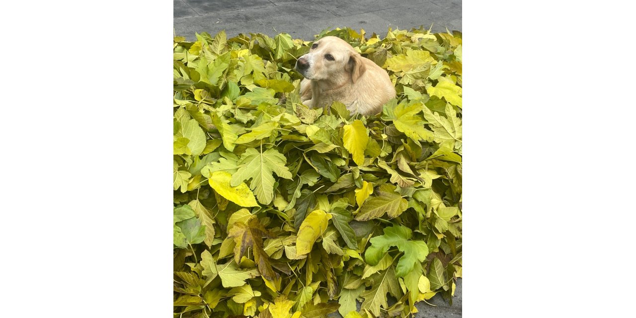 Temizlik Yaparken Topladığı Yaprakların Üzerinde Uyuyan Köpeği, 3 Saat Bekledi
