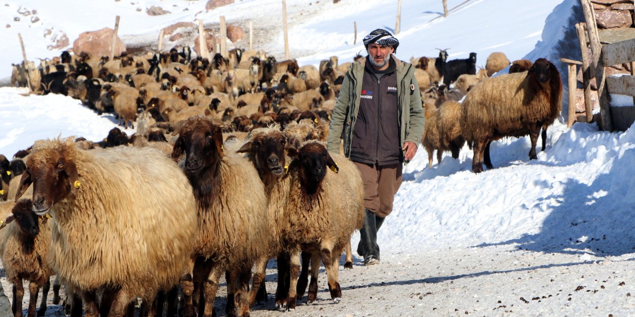Göç Etmeyen Tek Köy, Norduz Koyununun Neslini Kurtardı