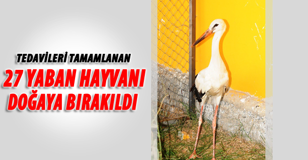 27 Yaban Hayvanı Doğaya Bırakıldı