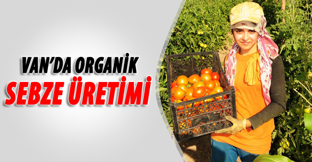 Van'da Sebze Üretimi