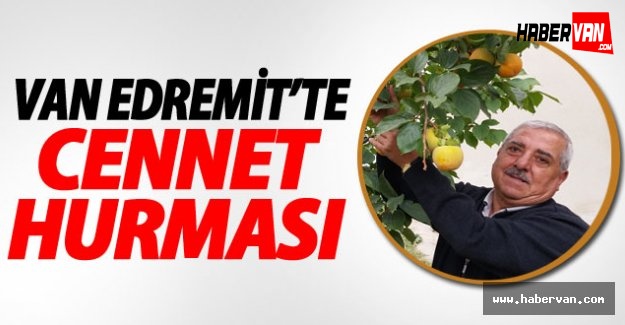 Edremit'te Cennet Hurması Yetiştirildi