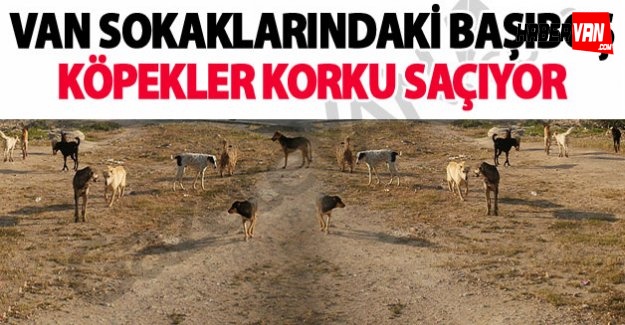 Başıboş köpekler tehlike saçıyor