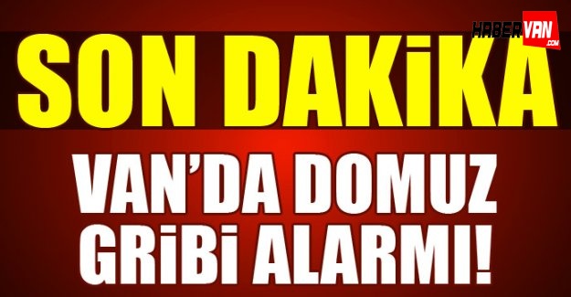 Van'da Domuz Gribi Alarmı!