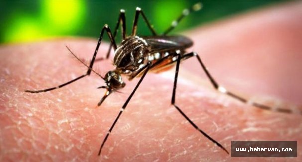 Zika Virüsü nedir! Zika Virüs belirtileri nelerdir