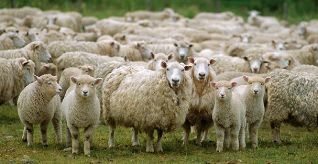 Van Türkiye'de koyun sayısında birinci