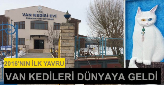 2016'nın İlk Doğan Van Kedileri