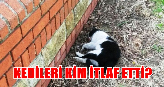 Çanakkale'de kedi katliamına büyük tepki