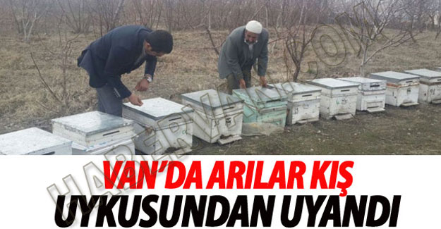 Van'da Arılar Kış Uykusundan Uyandı