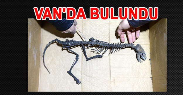 Van'da bulunan İskelet şok etti!