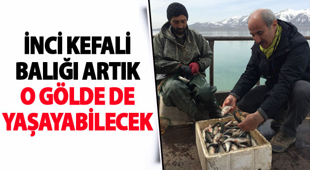 İnci Kefali Balığı Erçek Gölü'nde