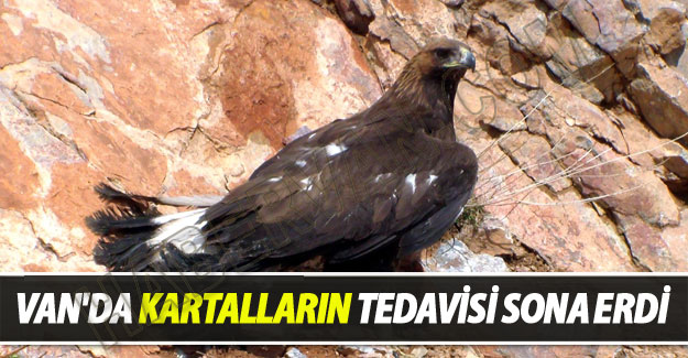 Kartalların Tedavisi Sona Erdi