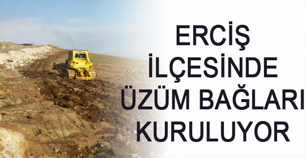 Erciş'te üzüm bağları kuruluyor