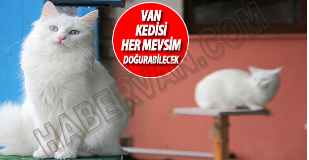 Van Kedileri Artık Her Mevsim Yavrulayabilecek