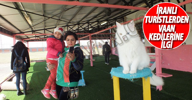 İranlılardan Van Kedilerine Büyük İlgili