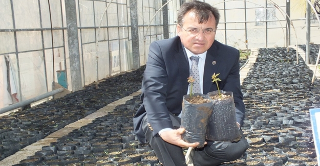 Van’da Soğuğa ve Dona Dayanıklı Ceviz Fidanı Üretimi