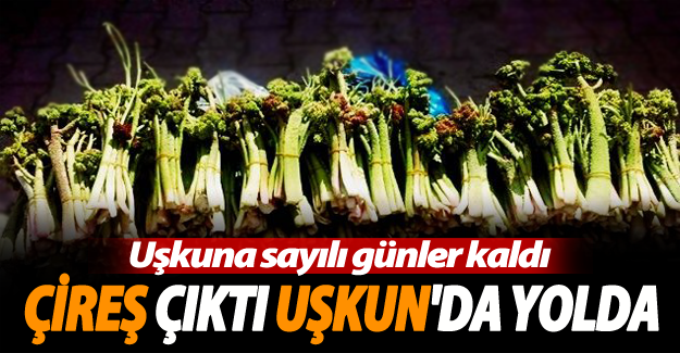 Çireş çıktı uşkun da yolda