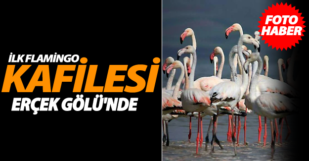 İlk flamingo kafilesi Erçek Gölü'ne geldi