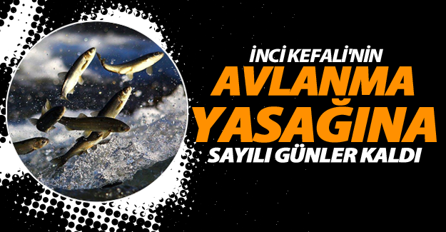 İnci kefali balığı'nın avlanma yasağına sayılı günler kaldı