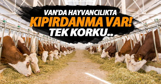 Van'da hayvancılıkta kıpırdanma var tek korku..