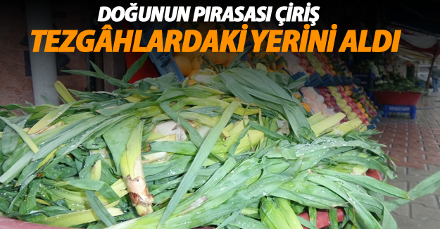 Doğunun Pırasası ‘Çiriş’ Tezgâhlardaki Yerini Aldı
