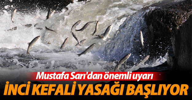 İnci Kefali yasağı başlıyor Mustafa Sarı'dan önemli uyarı