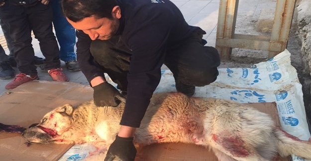 Minibüsün Çarptığı Köpek Tedavi Altına Alındı