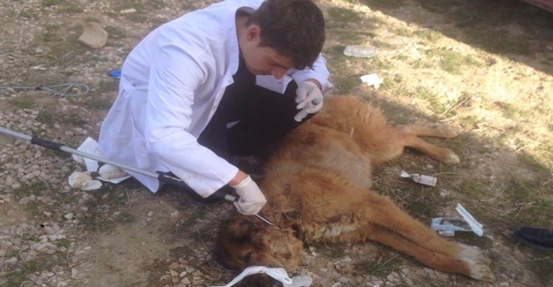 Yaralı sokak köpeği tedavi altına alındı