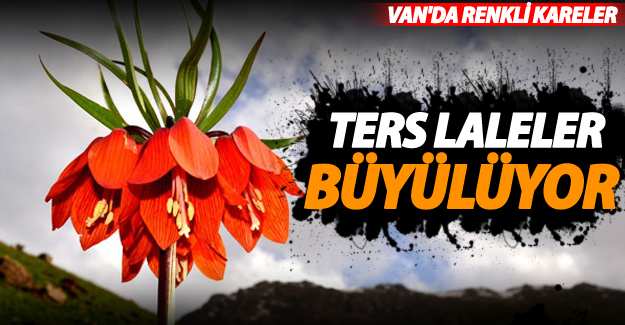 Van'da ters lalelerin renk çümbüşü - Van Haber