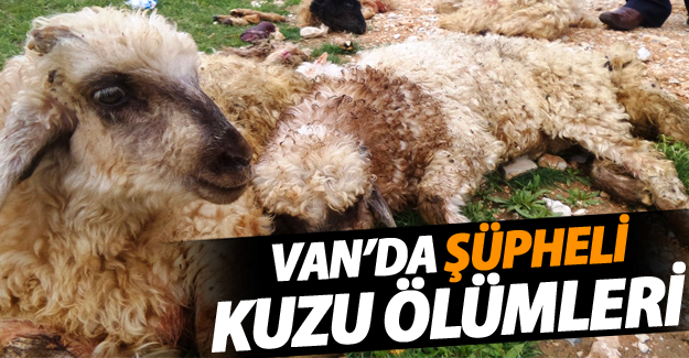 Van Gürpınar'da şüpheli kuzu ölümleri - Van Haber